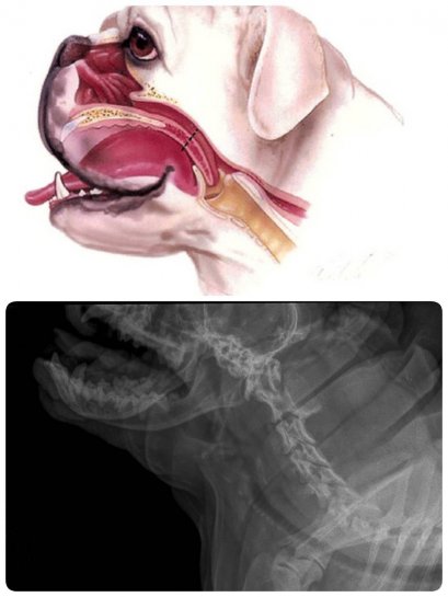 รู้หรือไม่?? ทำไมน้องหมาหายใจเสียงดัง